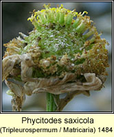 Phycitodes saxicola