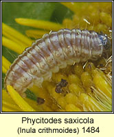 Phycitodes saxicola