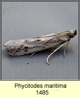 Phycitodes maritima