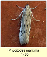 Phycitodes maritima