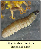 Phycitodes maritima