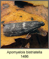 Apomyelois bistriatella