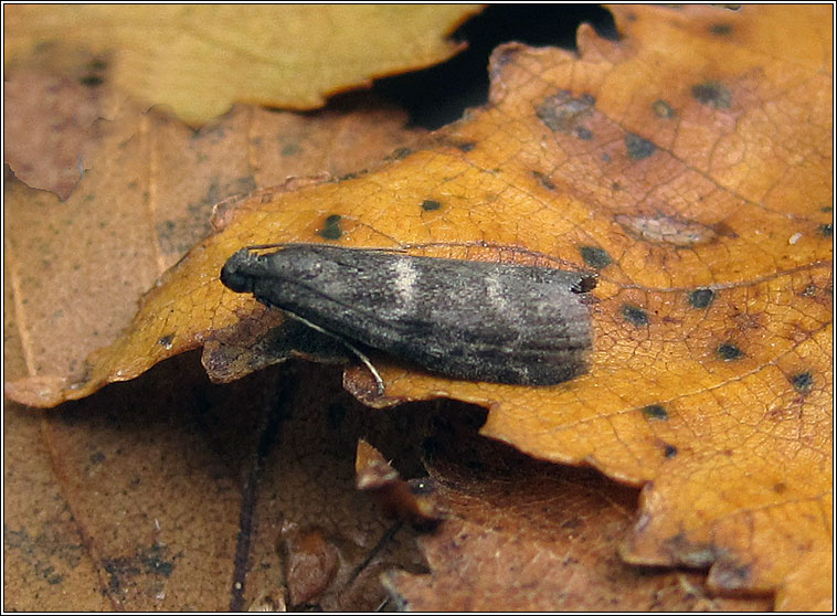 Apomyelois bistriatella