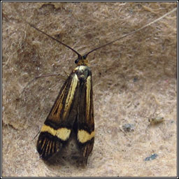 Nemophora degeerella