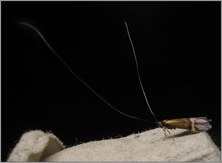 Nemophora degeerella