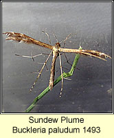 Sundew Plume, Buckleria paludum