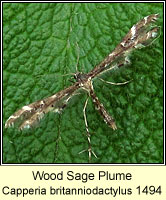 Wood Sage Plume, Capperia britanniodactylus