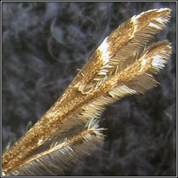 Wood Sage Plume, Capperia britanniodactylus