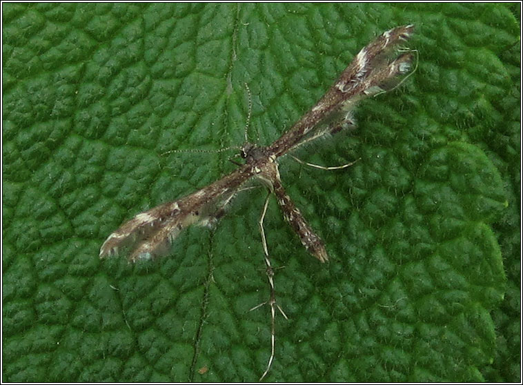 Wood Sage Plume, Capperia britanniodactylus