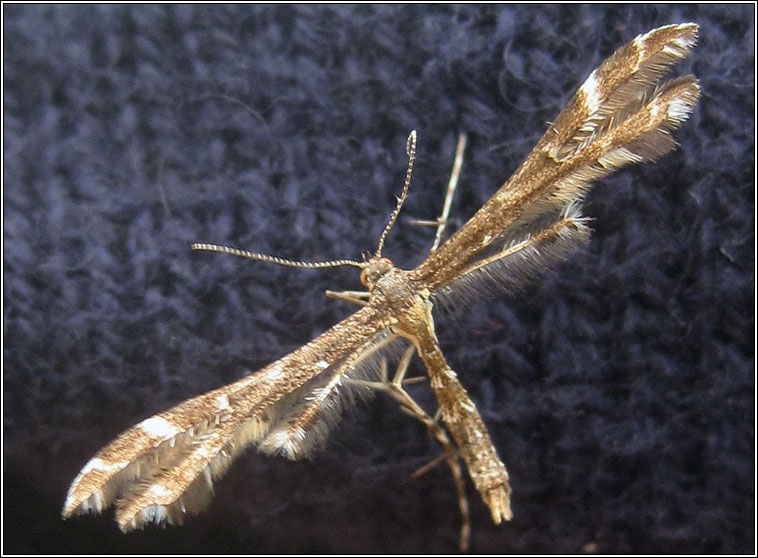 Wood Sage Plume, Capperia britanniodactylus