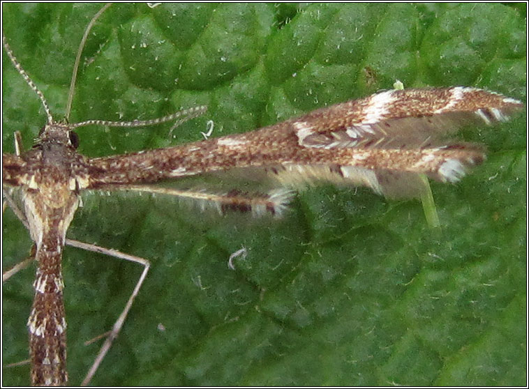 Wood Sage Plume, Capperia britanniodactylus