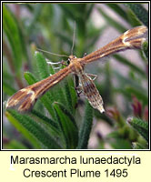 Marasmarcha lunaedactyla, Crescent Plume