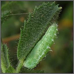 Marasmarcha lunaedactyla, Crescent Plume