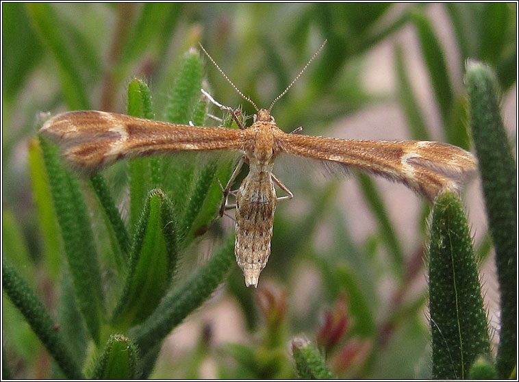 Marasmarcha lunaedactyla, Crescent Plume