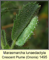 Marasmarcha lunaedactyla, Crescent Plume