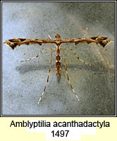 Amblyptilia acanthadactyla