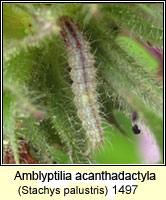 Amblyptilia acanthadactyla