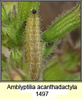 Amblyptilia acanthadactyla