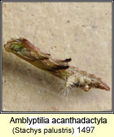 Amblyptilia acanthadactyla