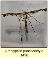 Amblyptilia punctidactyla