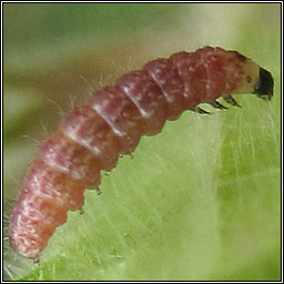 Amblyptilia punctidactyla