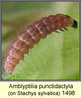 Amblyptilia punctidactyla