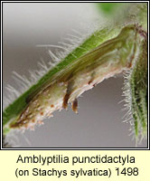 Amblyptilia punctidactyla