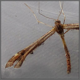 Triangle Plume, Platyptilia gonodactyla