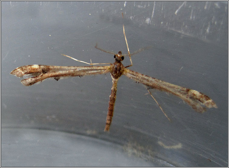 Triangle Plume, Platyptilia gonodactyla