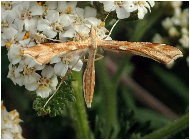 Gillmeria pallidactyla, Yarrow Plume