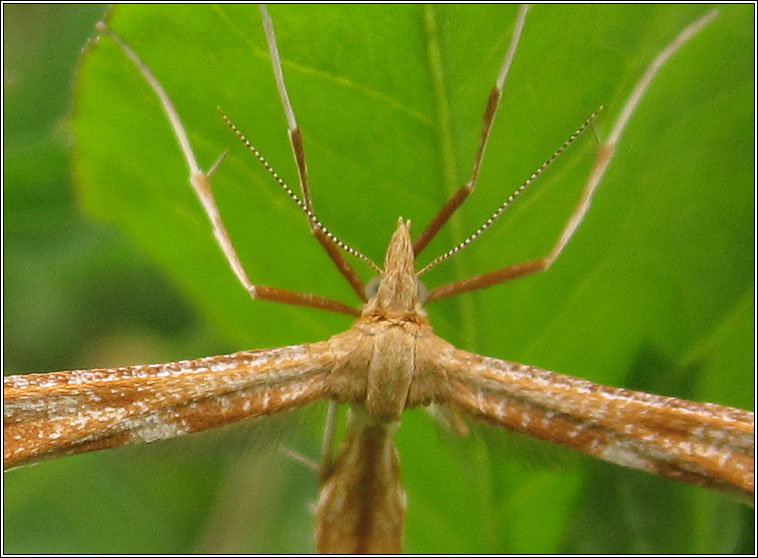 Gillmeria pallidactyla, Yarrow Plume