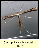 Stenoptilia zophodactylus