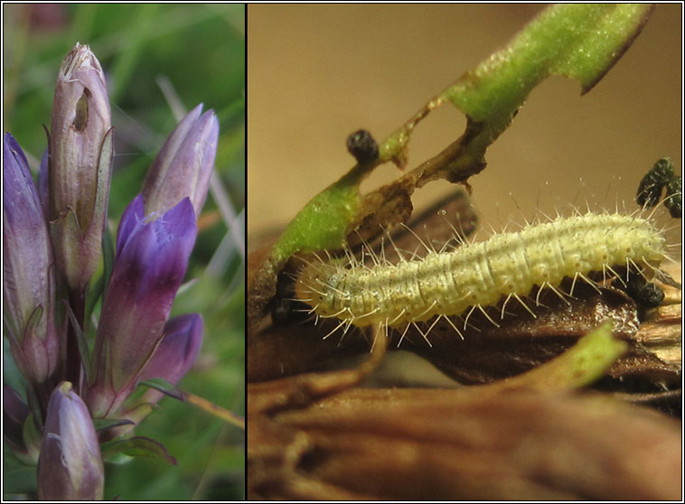 Stenoptilia zophodactylus