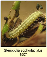 Stenoptilia zophodactylus