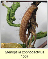 Stenoptilia zophodactylus