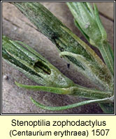 Stenoptilia zophodactylus