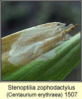 Stenoptilia zophodactylus