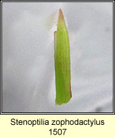 Stenoptilia zophodactylus