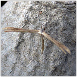 Twin-spot Plume, Stenoptilia bipunctidactyla