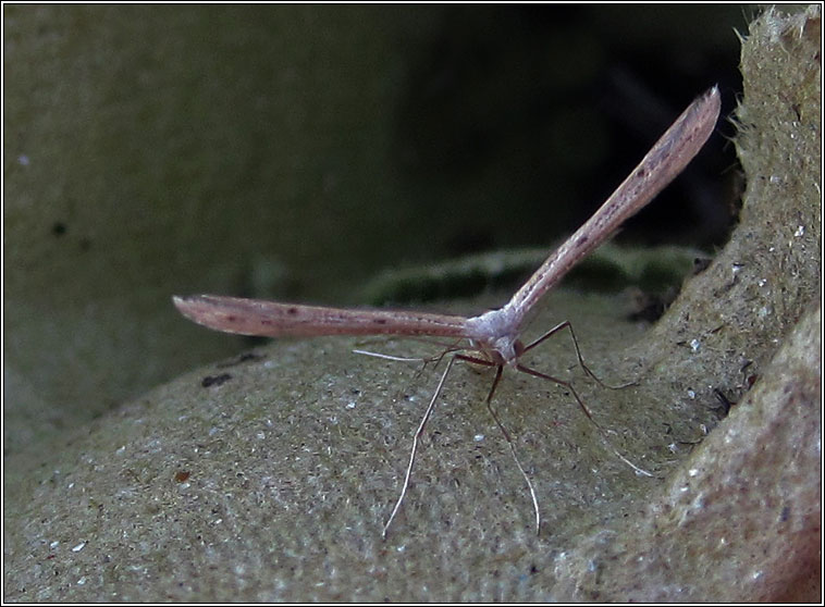 Twin-spot Plume, Stenoptilia bipunctidactyla