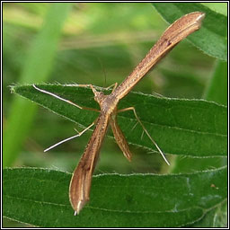 Brown Plume, Stenoptilia pterodactyla