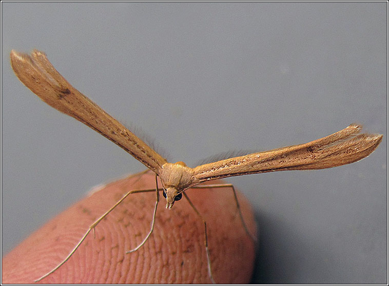 Brown Plume, Stenoptilia pterodactyla