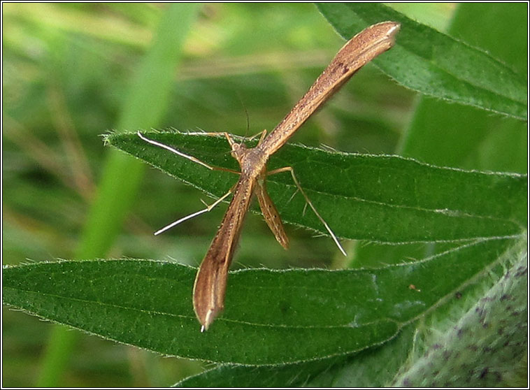 Brown Plume, Stenoptilia pterodactyla