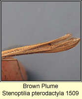 Brown Plume, Stenoptilia pterodactyla