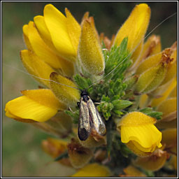 Adela reaumurella