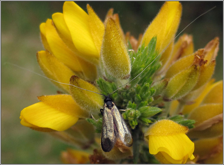 Adela reaumurella