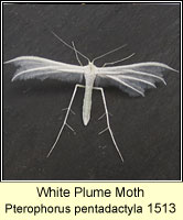 White Plume Moth, Pterophorus pentadactyla