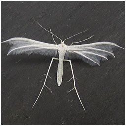 White Plume Moth, Pterophorus pentadactyla