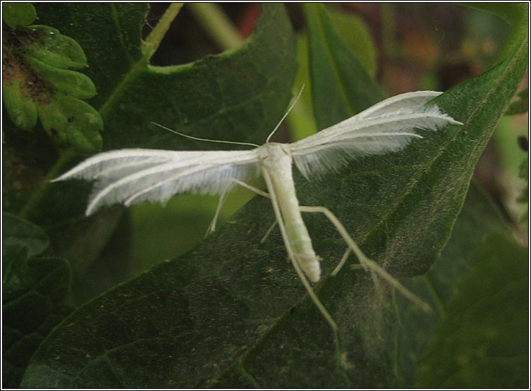 White Plume Moth, Pterophorus pentadactyla