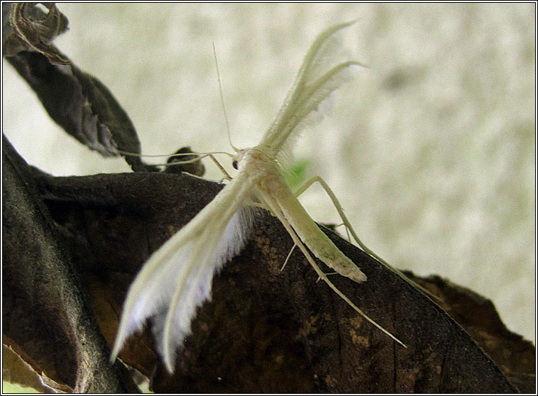 White Plume Moth, Pterophorus pentadactyla